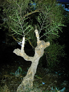 Agricultura y Ganadería