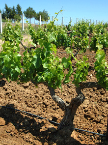 agricultura2