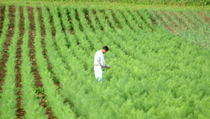 agricultura3