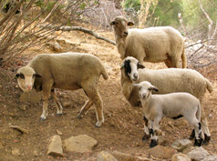 agricultura6