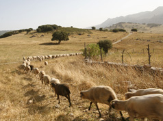 agricultura7
