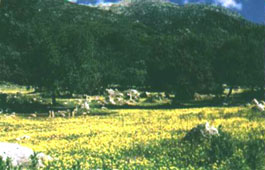 benaocaz 2