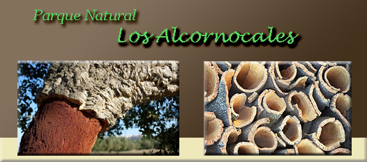 Parque Natural Los Alcornocales