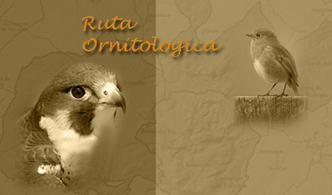 diseno-ruta-ornitologica 03