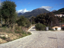 el bosque 1