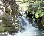 el-bosque-3 03